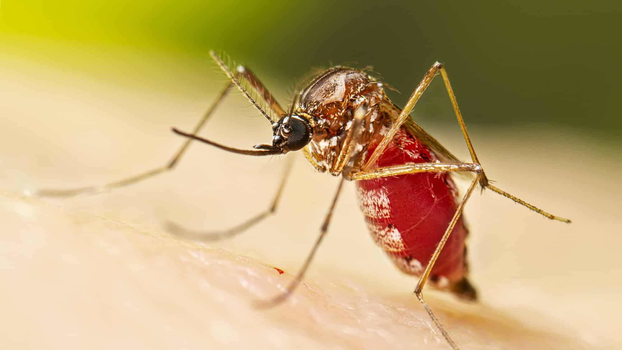 Chikungunya: OMS alerta sobre posible epidemia global y urge acción inmediata